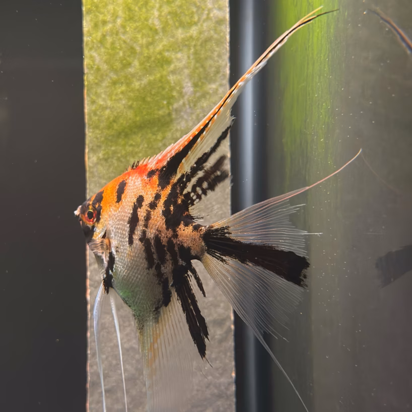 Wild Blood Gold Marble Angelfish showing blood-red crown and black marble pattern