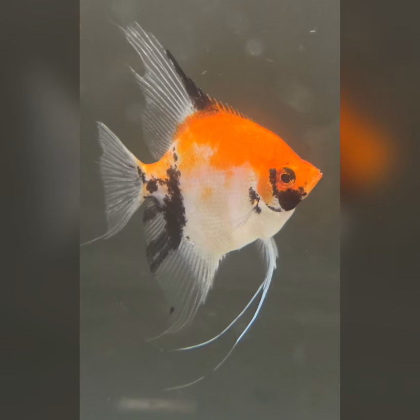 Bright orange aquarium fish with black patches and long translucent fins, swimming in water.