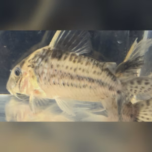 Wild caught Corydoras robustus from Rio Purus, full side view showing spotted flanks and barred caudal fin