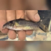 Corydoras robustus held in hand showing size near four inches and golden shoulder patches