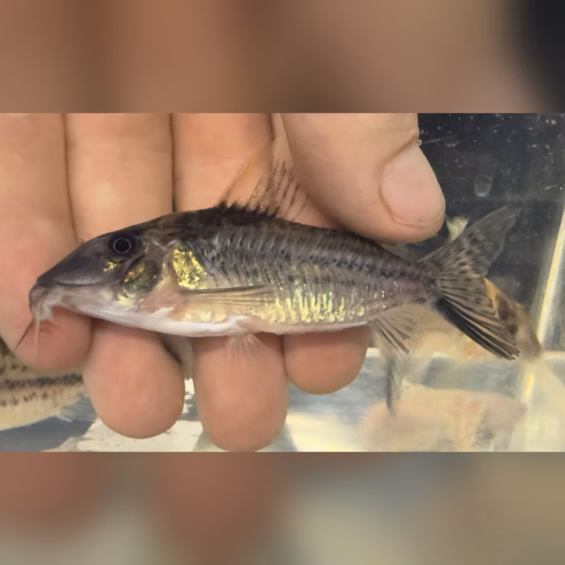 Corydoras robustus held in hand showing size near four inches and golden shoulder patches