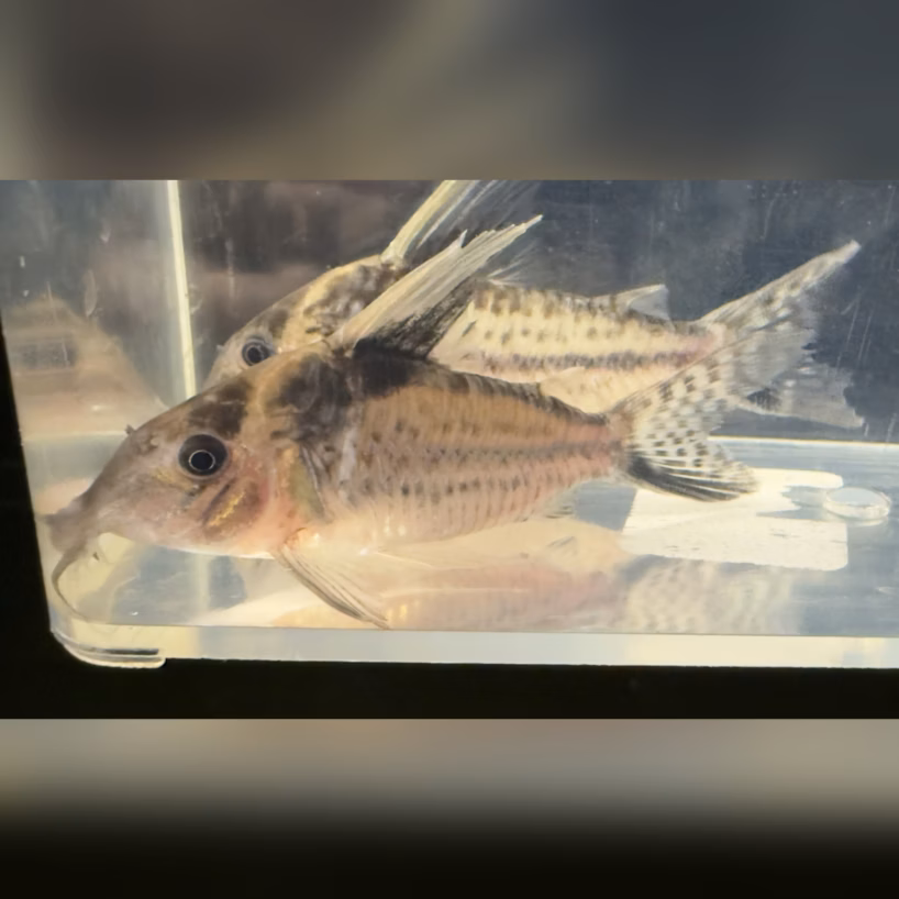 Two striped fish swimming in a glass aquarium, facing left, with blurred background water and tank reflections.