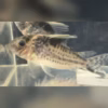 Wild caught Corydoras robustus, one of the largest South American armored catfish, in the holding tank