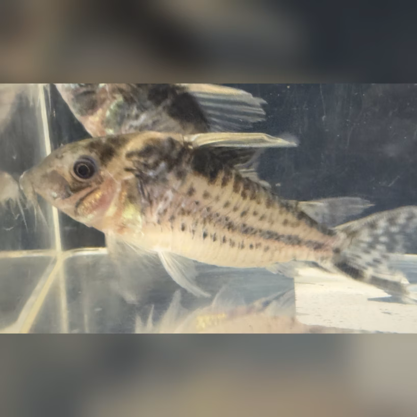 Wild caught Corydoras robustus, one of the largest South American armored catfish, in the holding tank