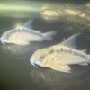 Group of small striped fish swimming in an aquarium tank.