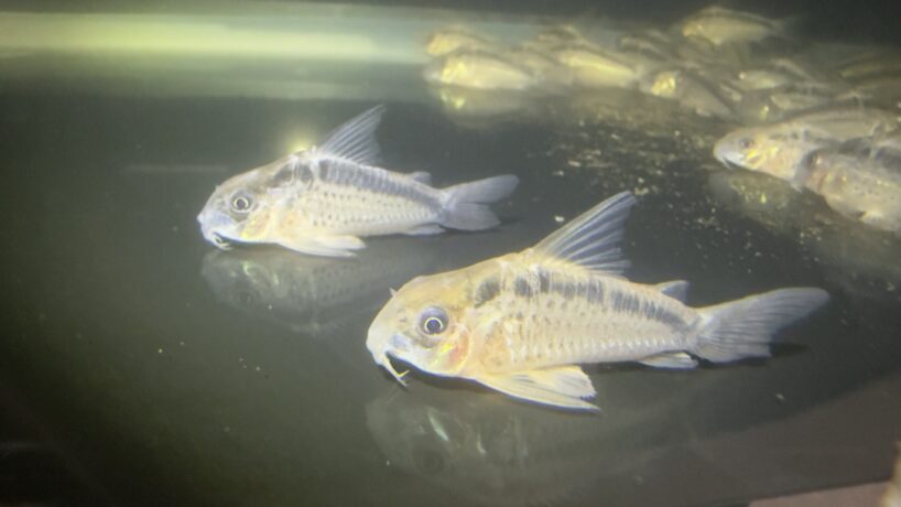 Group of small striped fish swimming in an aquarium tank.