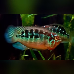 Ivanacara bimaculata (Nannacara bimaculata) male showing red face and turquoise flank with black midline blotches