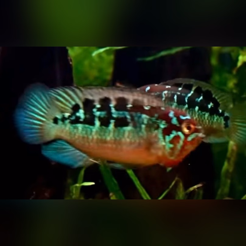 Ivanacara bimaculata (Nannacara bimaculata) male showing red face and turquoise flank with black midline blotches