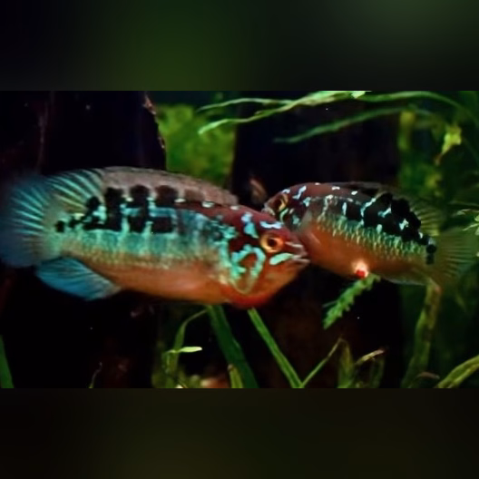 Pair of Ivanacara bimaculata, Potaro dwarf cichlid from Guyana, among planted blackwater aquarium