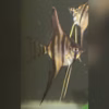 Wild caught Pterophyllum scalare from Igarape Marauia, Santa Isabel do Rio Negro, showing dark vertical bars and long ventral filaments