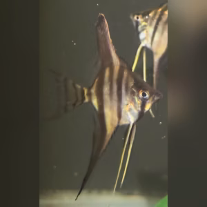 Wild caught Pterophyllum scalare from Igarape Marauia, Santa Isabel do Rio Negro, showing dark vertical bars and long ventral filaments