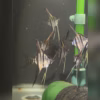 Group of wild caught Santa Isabel Igarape Marauia angelfish in the quarantine tank