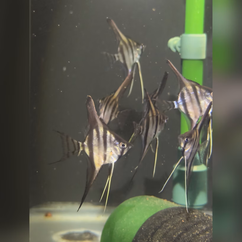 Group of wild caught Santa Isabel Igarape Marauia angelfish in the quarantine tank