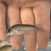 Evelyn's Cory (Corydoras evelynae) held in hand showing full body pattern and spotted caudal fin