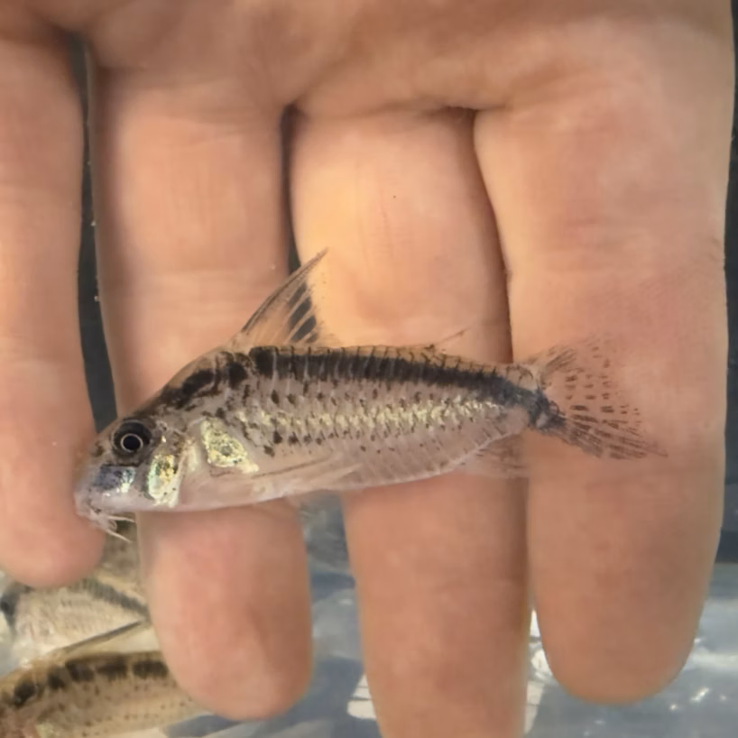 Evelyn's Cory (Corydoras evelynae) held in hand showing full body pattern and spotted caudal fin