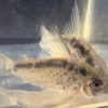 Corydoras evelynae side view with dark dorsal saddle and finely spotted flanks