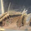 Group of wild caught Corydoras evelynae (Evelyn's Cory) in the holding tank