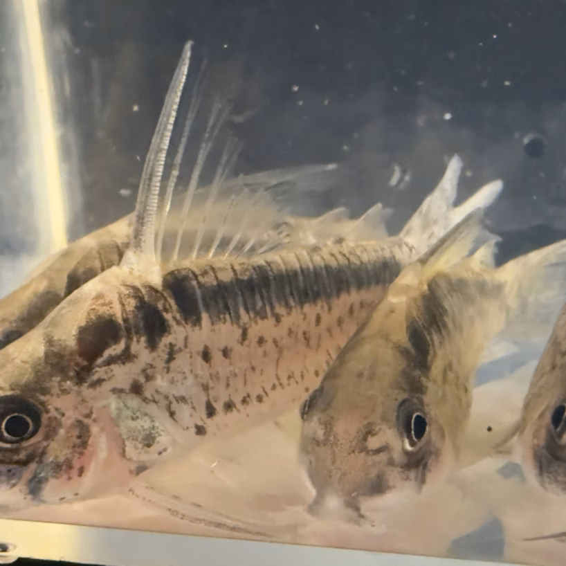 Group of wild caught Corydoras evelynae (Evelyn's Cory) in the holding tank