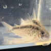 Corydoras evelynae close-up of head, gill cover sheen and dark eye mask
