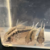 Wild caught Evelyn's Cory Corydoras evelynae shoaling on the bottom