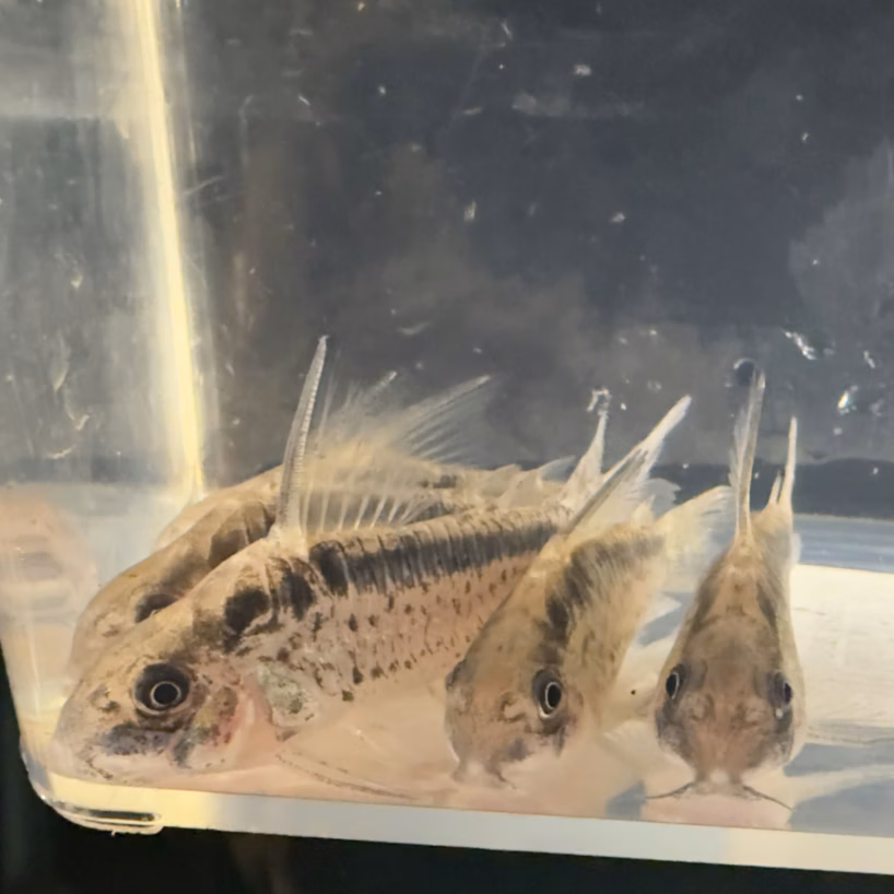 Wild caught Evelyn's Cory Corydoras evelynae shoaling on the bottom