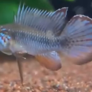 Apistogramma elizabethae F1