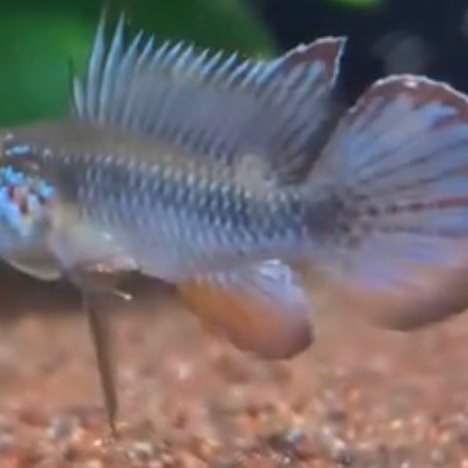 Apistogramma elizabethae F1