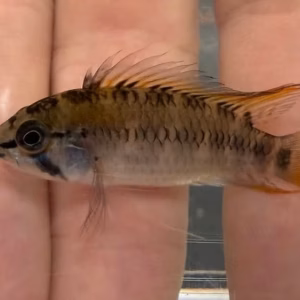 Apistogramma Schwarzkehl D29 F1 !RARE!