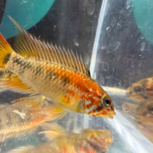 Apistogramma macmasteri "super red"