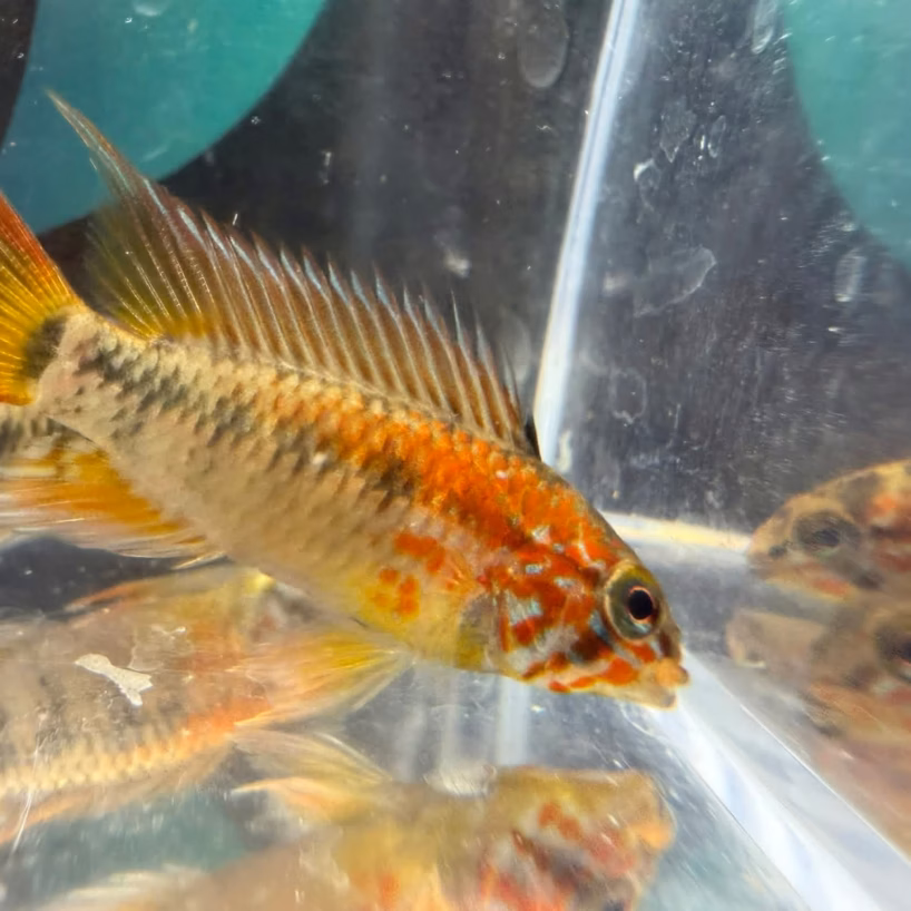 Apistogramma macmasteri "super red"