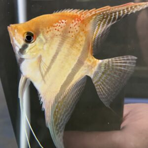 Pterophyllum Scalare Santa Isabel “red spotted” F1