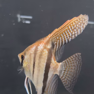 Adult Pterophyllum scalare Santa Isabel red spotted F1 angelfish in side profile, showing carmine spotting on the golden nape, dark vertical bars and long trailing ventral filaments.