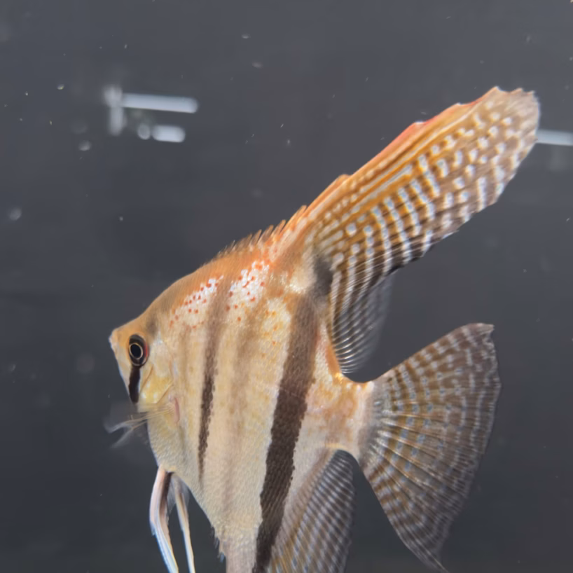 Adult Pterophyllum scalare Santa Isabel red spotted F1 angelfish in side profile, showing carmine spotting on the golden nape, dark vertical bars and long trailing ventral filaments.