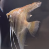 Santa Isabel red spotted F1 angelfish with the dorsal fin fully raised, showing the striated wild-type finnage and pearl-white flecks along the shoulder.