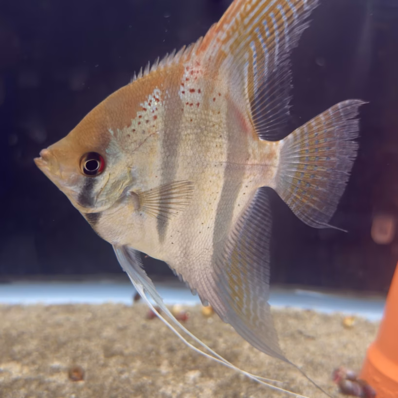 Santa Isabel red spotted F1 angelfish photographed over light sand, showing the amber body colour and the complete wild-type fin shape.