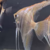 Santa Isabel red spotted F1 angelfish swimming in our breeding tank, with a second fish of the same line visible behind it.
