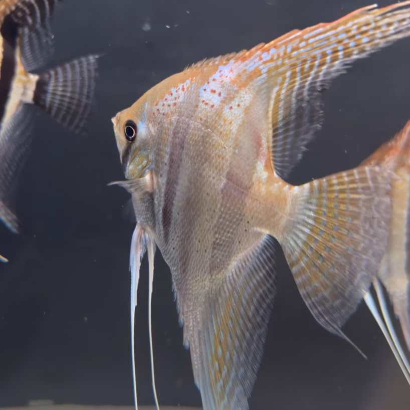 Santa Isabel red spotted F1 angelfish swimming in our breeding tank, with a second fish of the same line visible behind it.