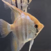 Close-up of a Santa Isabel red spotted F1 angelfish showing the mix of carmine and iridescent white spots across the shoulder and upper flank.