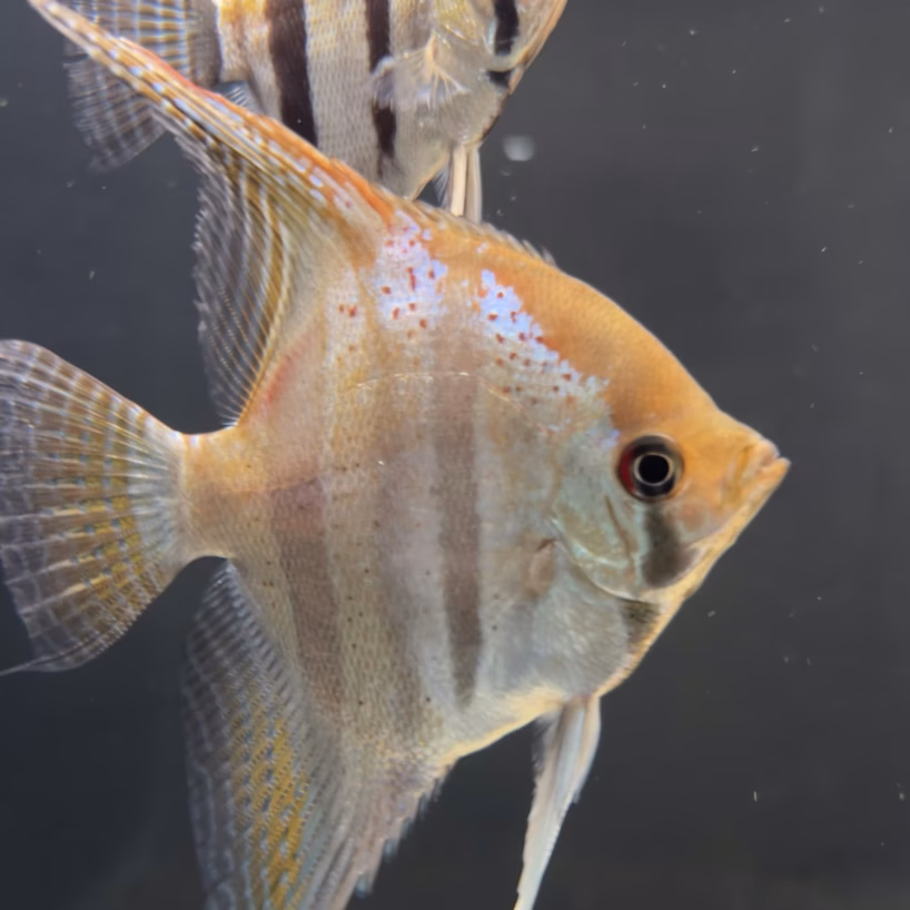 Close-up of a Santa Isabel red spotted F1 angelfish showing the mix of carmine and iridescent white spots across the shoulder and upper flank.