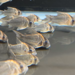 Hoplisoma sp. CW102 Gold Bow corys on the tank bottom showing fine dark markings