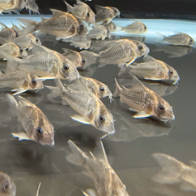 Group of Hoplisoma sp. CW102 Gold Bow corys with silvery flanks