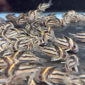 Group of Hoplisoma sp. CW127 Super Parallelus corys with dark lateral stripes and golden nape