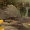 Green Dragon Longfin Bristlenose Pleco side view with long flowing dorsal fin