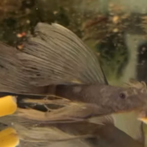 Green Dragon Longfin Bristlenose Pleco side view with long flowing dorsal fin