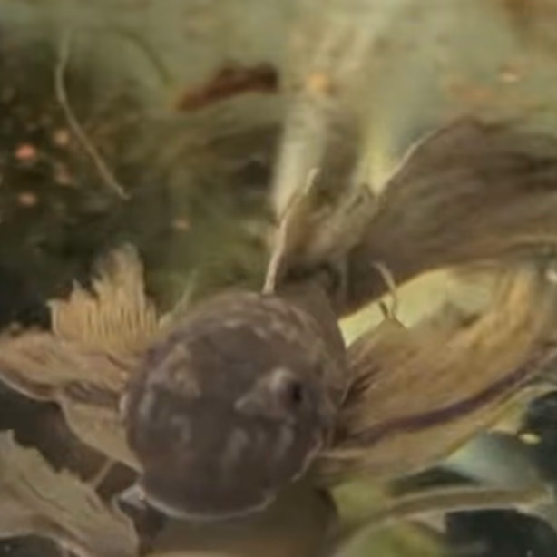 Green Dragon Longfin Bristlenose Pleco seen from above, marbled olive body and long fins