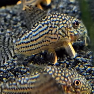 Sterbai Cory (Hoplisoma sterbai) showing pale head spots and orange pectoral fins