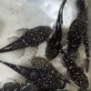 L181 Pepermint bristlenose with white spots on dark bodies