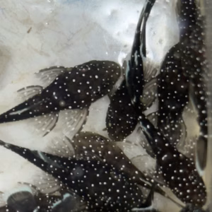 L181 Pepermint bristlenose with white spots on dark bodies