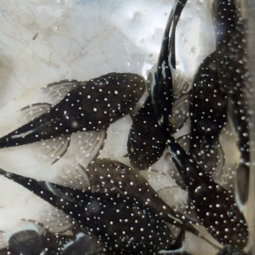 L181 Pepermint bristlenose with white spots on dark bodies