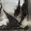 Close view of spotted L181 Pepermint bristlenose